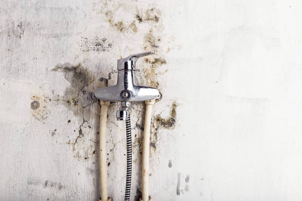 Best Affordable Mold Removal  in North Fort Lewis, WA