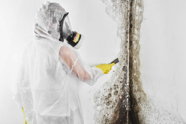Best Residential Mold Removal  in North Fort Lewis, WA