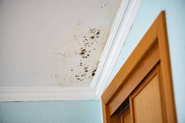 Best Home Mold Removal  in North Fort Lewis, WA