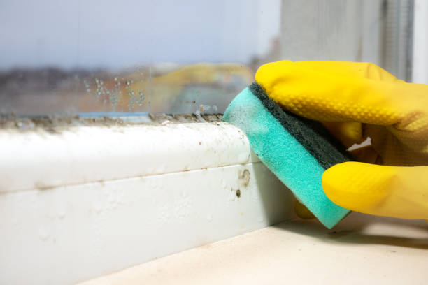 Best Professional Mold Removal  in North Fort Lewis, WA