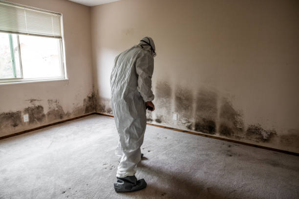 Best Attic Mold Removal  in North Fort Lewis, WA