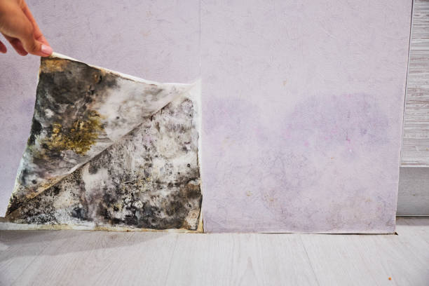 Trusted North Fort Lewis, WA Mold Removal Experts